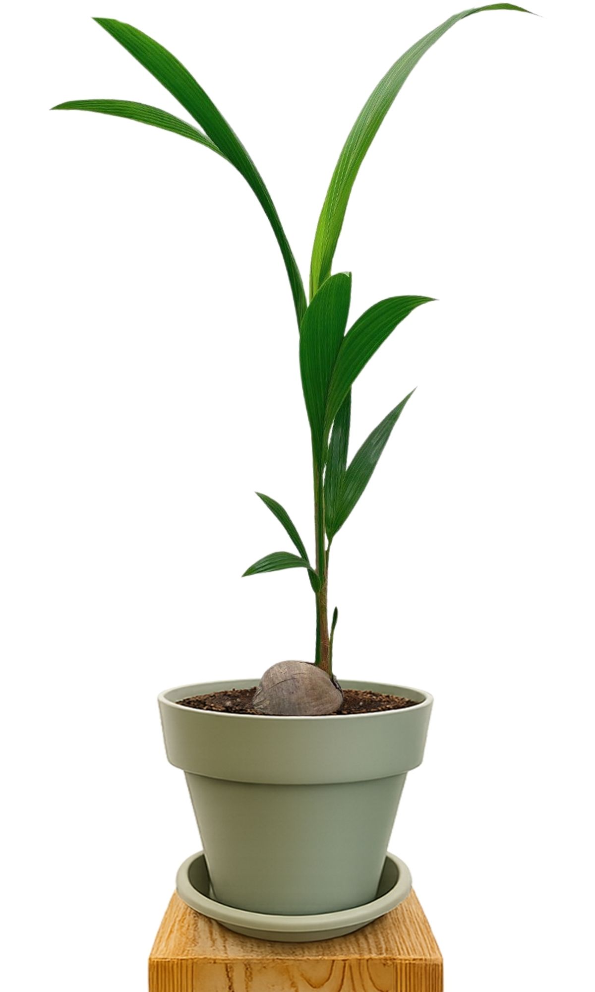 Plant kit 30 Green